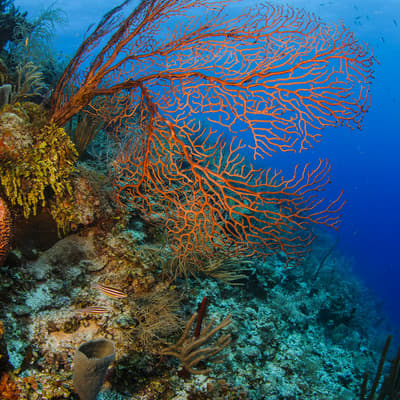 La réserve marine de South Water Caye