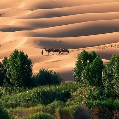 L’oasis de Liwa