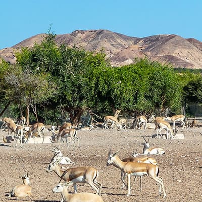 L’île Sir Bani Yas
