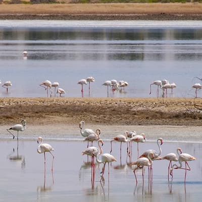 Al Wathba Wetland Reserve