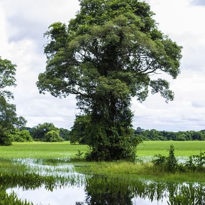 Le Pantanal
