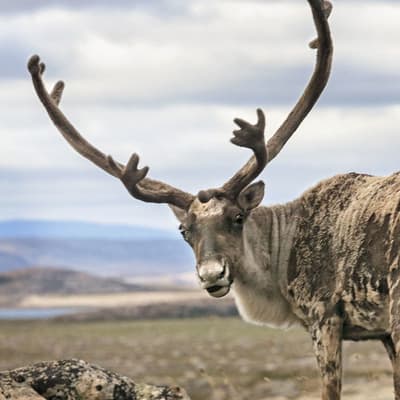 Le Nunavut