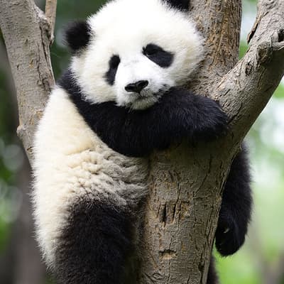 Chengdu