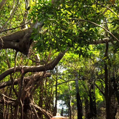 L’Amazonie