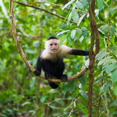 Le Parc National Manuel Antonio