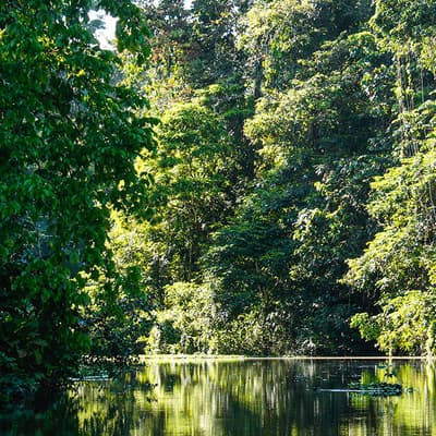 Le Parc National Tortuguero