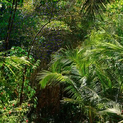Le Corcovado