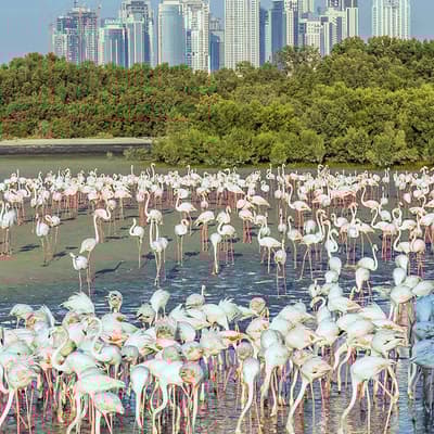 Ras al Khor