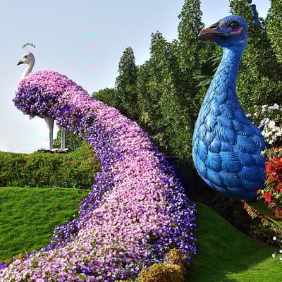 Miracle Garden