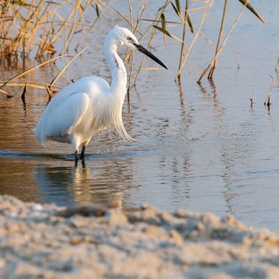 Le Fayoum