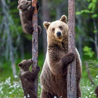 Observation des ours bruns