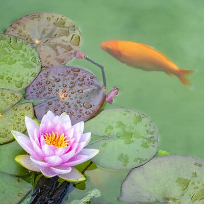 Le Jardin d’eau