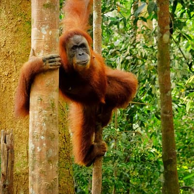 Sumatra