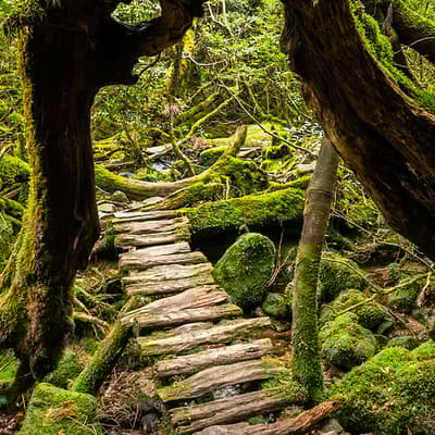 Yakushima