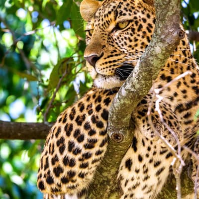 Le Maasaï Mara