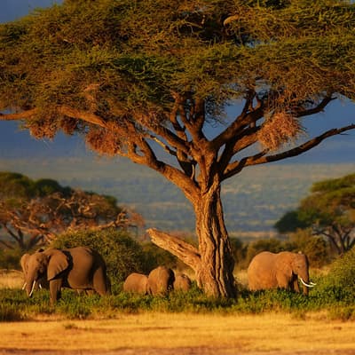 Le Parc National d’Amboseli 