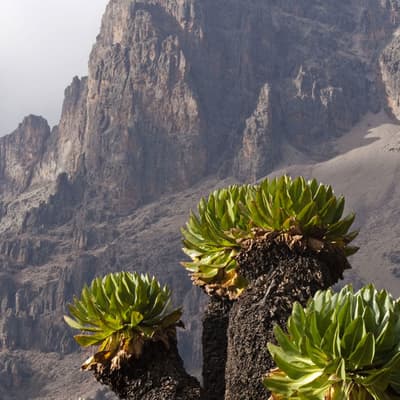 Le mont Kenya
