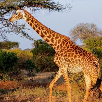 Tsavo East et Tsavo West