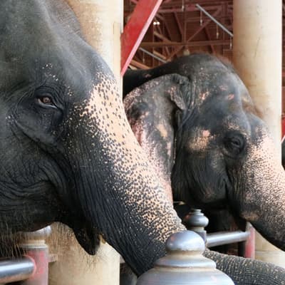 Elephants Conservation Center