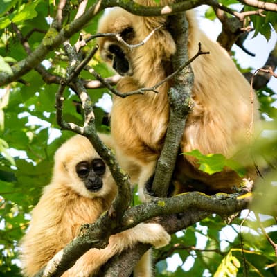 Le Parc National de Nam Kan