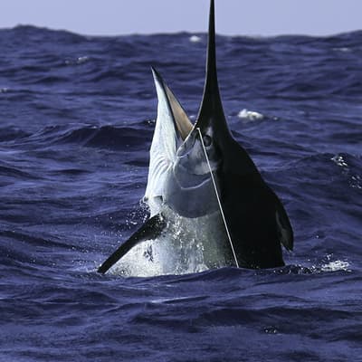 La pêche au gros
