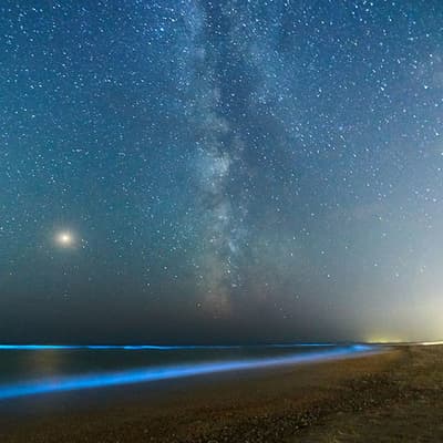 Les plages phosphorescentes
