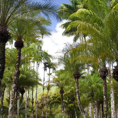 Le Jardin de Balata