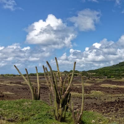 La Savane des Pétrifications