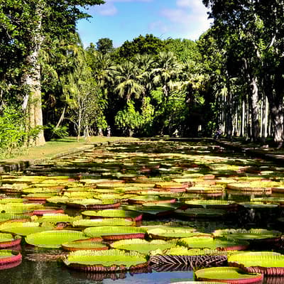 Le Jardin de Pamplemousse