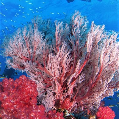Le parc marin de Blue Bay