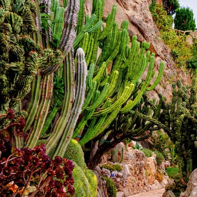 Le jardin exotique