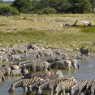 Etosha