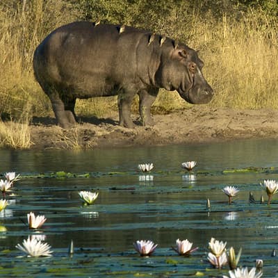 La bande de Caprivi