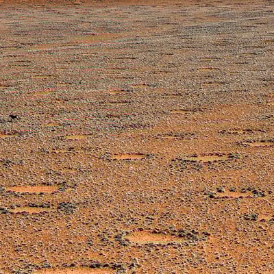 Les cercles de fée 