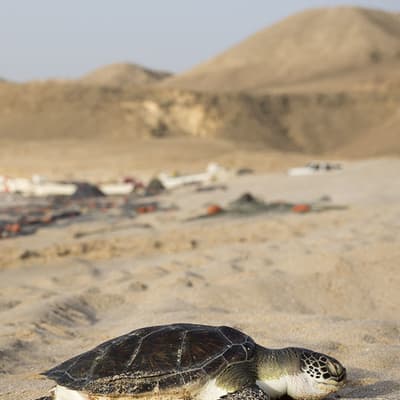 Ras Al-Haad