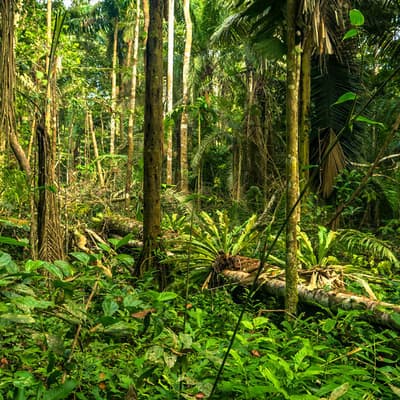 Le Parque del Manu