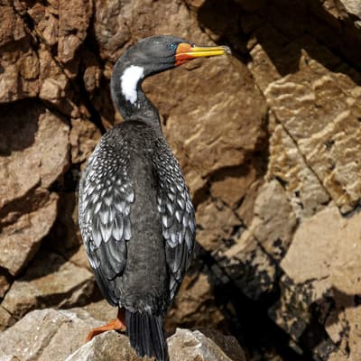 Îles Ballestas