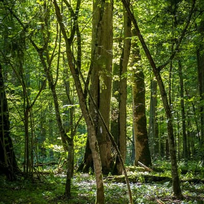 La foret de Bilowieza
