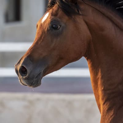 Les écuries Al Shaqab