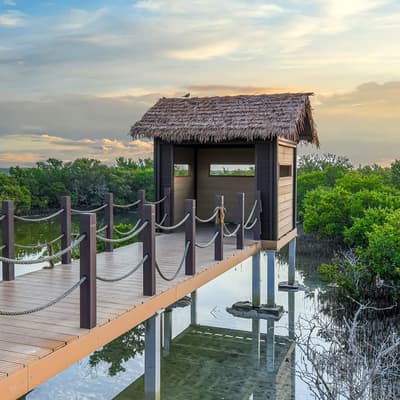 Les mangroves d'Al Thakira