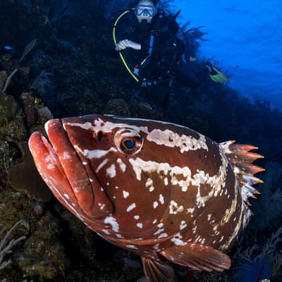 Groupers