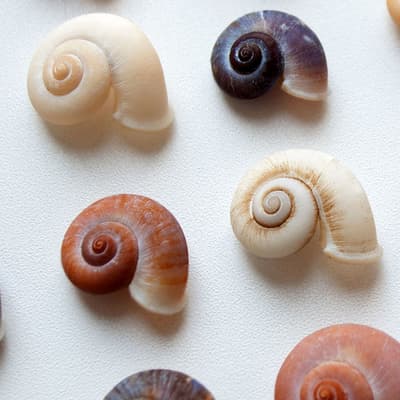 Musée international du coquillage