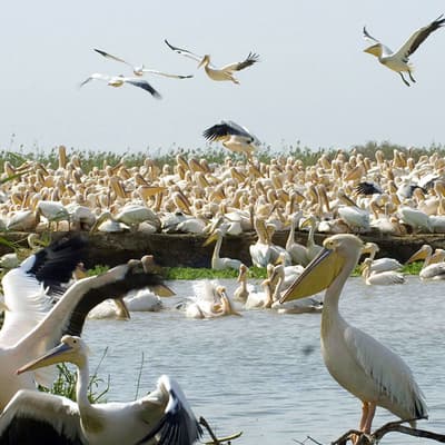 Parc national du Djoudj