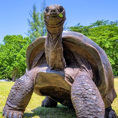 Aldabra