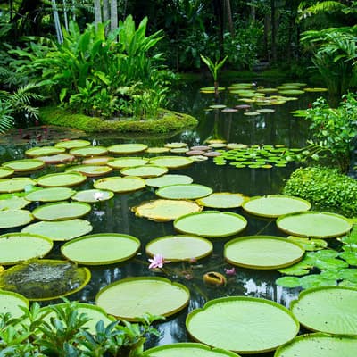 Le Jardin botanique