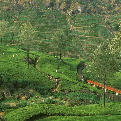 Les Hauts plateaux
