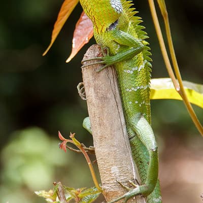 La forêt de Sinharaja