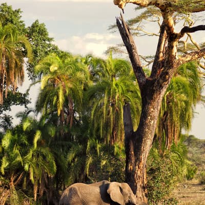 Le Parc National du Serengeti