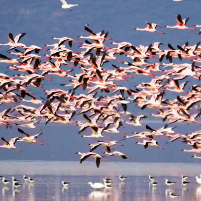 Le lac Manyara