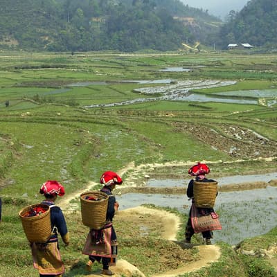 Sapa